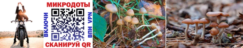 blacksprut онион  купить   Кораблино  Псилоцибиновые грибы Magic Shrooms 